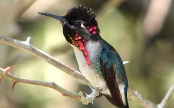 Колибри-пчелка – крошка среди колибри