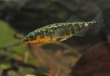 Колюшка трехиглая – крохотная рыбка, спасшая блокадников Ленинграда