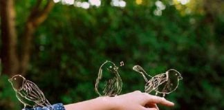 Кому птицы обязаны своими способностями к пению?