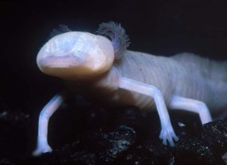 Короткоголовая амбистома или техасская саламандра