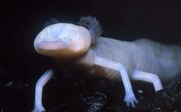 Короткоголовая амбистома или техасская саламандра