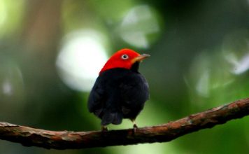 Красношапочные пипры — разноцветные воробьинообразные