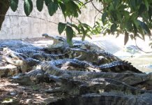 Крокодилы будут охранять индонезийских наркоторговцев