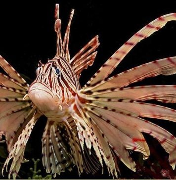 Крылатки – ядовитые аквариумные красавицы