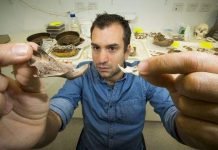 В Восточном Тиморе найдены останки крыс размером с собаку