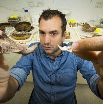 В Восточном Тиморе найдены останки крыс размером с собаку