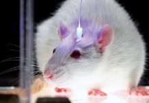 Домашние крысы: разнообразие пород и советы по содержанию