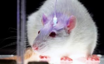 Домашние крысы: разнообразие пород и советы по содержанию