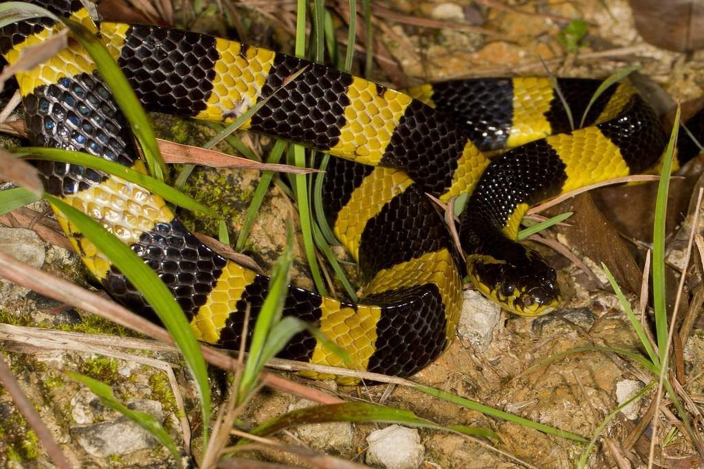 Ленточный крайт (Bungarus fasciatus).