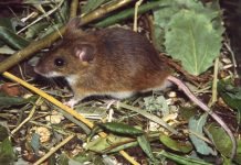 Лесная мышь: описание и образ жизни маленького грызуна