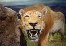 Ученые обнаружили останки пещерных львов, обитавших свыше 10-20 тысяч лет назад