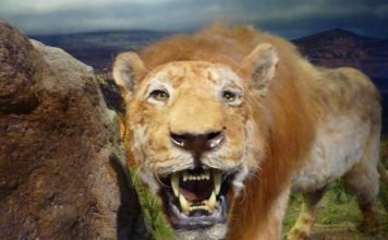 Ученые обнаружили останки пещерных львов, обитавших свыше 10-20 тысяч лет назад