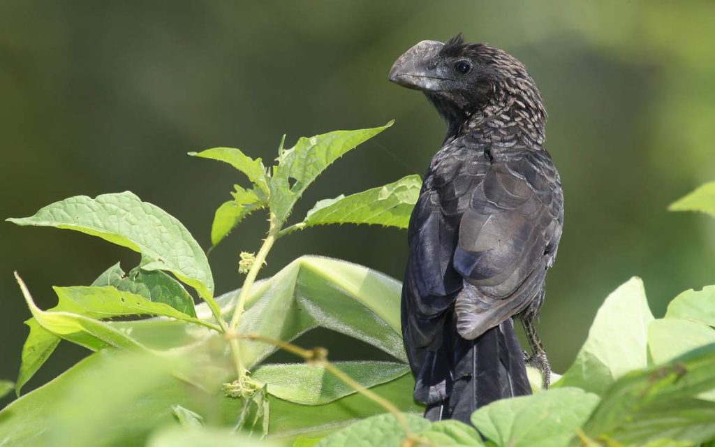 Личинкоед ани (Crotophaga ani).