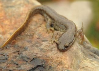 Лягушкозубы – не лягушки с зубами, а тритоны