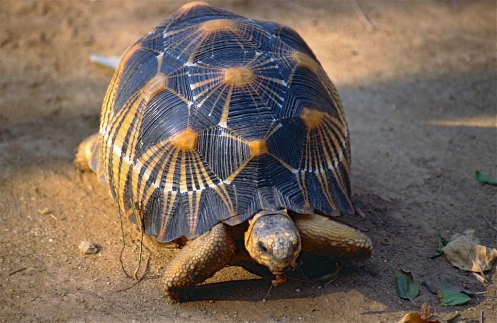 Лучистая черепаха (Asterochelys radiata).