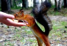 На Украине девочка устроила «столовую» для белок