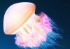 Физики: медузы плавают по методу «пылесоса»