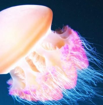 Физики: медузы плавают по методу «пылесоса»