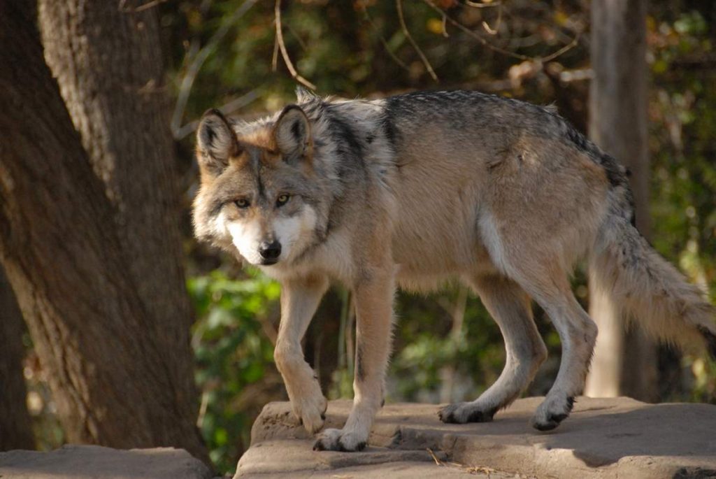 Волк мексиканский (Canis lupus baileyi).