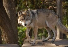 Мексиканский волк – полностью уничтоженный подвид
