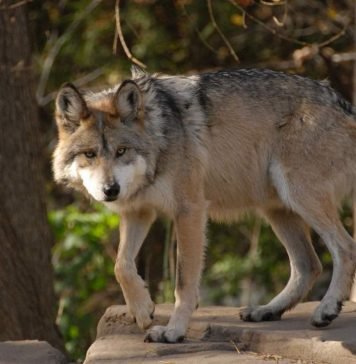 Мексиканский волк – полностью уничтоженный подвид