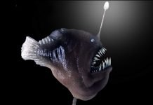 Меланоцет Джонсона — хищная рыба-удильщик