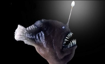 Меланоцет Джонсона — хищная рыба-удильщик