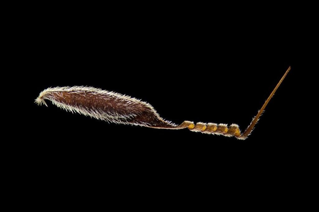 Семя австралийской травы (Austrostipa nodosa). 5-кратное увеличение. (Автор фото: Виктор Сикора (Viktor Sykora), Прага, Чехия).