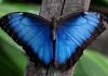 Морфо — большие и невероятно красивые бабочки