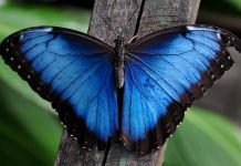 Морфо — большие и невероятно красивые бабочки