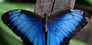 Морфо — большие и невероятно красивые бабочки