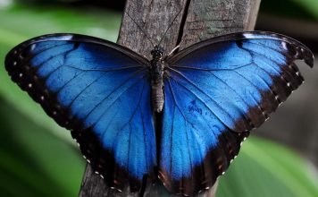 Морфо — большие и невероятно красивые бабочки