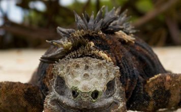 Морская игуана — необычный обитатель Галапагосс