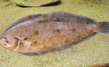 Морской язык, он же черная подошва