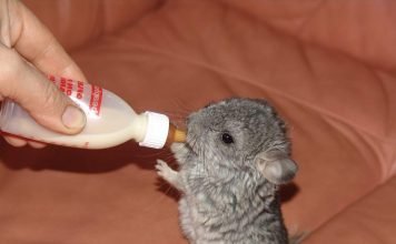 Покупка питомца: важные правила для будущего хозяина