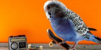 Насколько умны птицы?