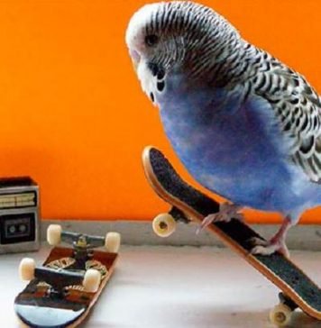 Насколько умны птицы?