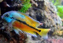 Никарагуанская цихлазома — экзотическая аквариумная рыбка