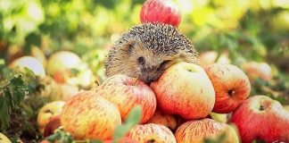 Носят ли ежи на своей спине грибы и яблоки?