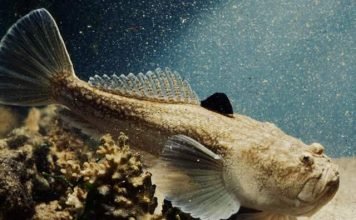 Обыкновенный звездочет — рыбка с красивыми глазами