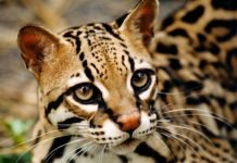 Оцелот – красивый хищник семейства кошачьих