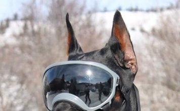 В США изобрели солнцезащитные очки для собак «Rex-Specs»