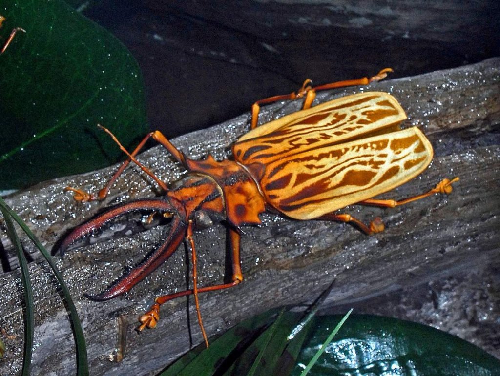 Крупнозуб оленерогий (Macrodontia cervicornis).