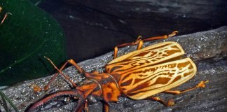 Оленерогий крупнозуб или все о жизни жука-великана