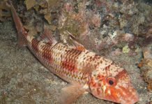 Полосатая барабуля – рыба, за которую платили серебром