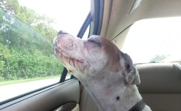 Последняя поездка умирающего пса на автомобиле покорила пользователей Интернета