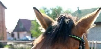 Правда ли, что лошади спят в положении стоя?