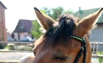 Правда ли, что лошади спят в положении стоя?