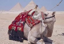 У верблюда в горбах вода: так ли это?