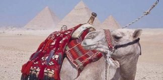 У верблюда в горбах вода: так ли это?